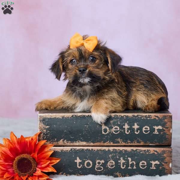 Buttercup, Shorkie Puppy